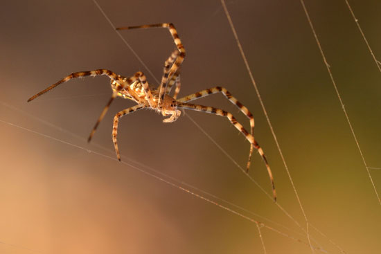 蜘蛛：能坐享其成，靠的就是那张关系网。